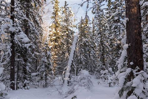 Winter forest in Siberia — Stock Photo © avrutin #169491386