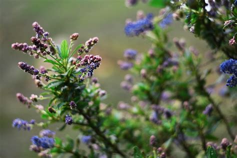 California Lilac Flowers Branch - Free photo on Pixabay - Pixabay