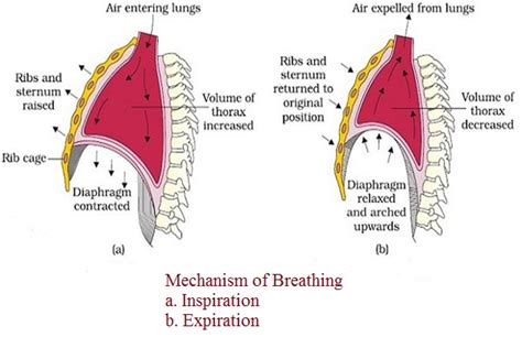 Mechanism of Breathing - Microbiology Notes