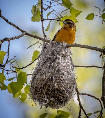 Feather Tailed Stories: Baltimore Oriole (nest building)