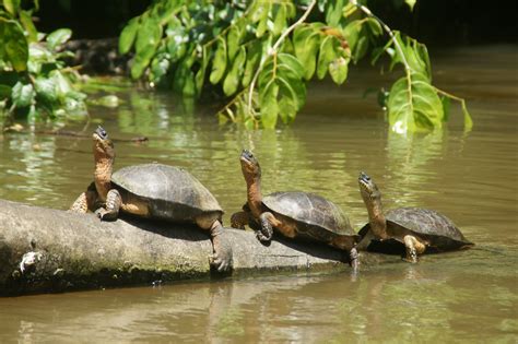 Tortuguero Jungle Exploration tour vacation package