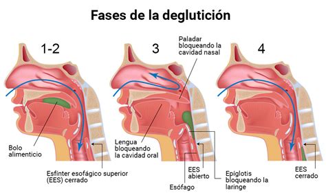 La Laringe: Conociendo nuestro cuerpo - ADEMTO