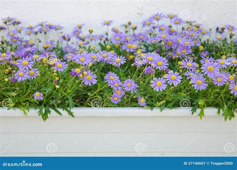 Purple flower pots. stock image. Image of container, green - 37140607