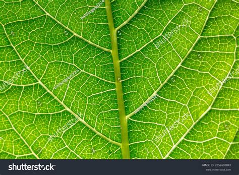 Micro Leaves: Over 77,266 Royalty-Free Licensable Stock Photos ...