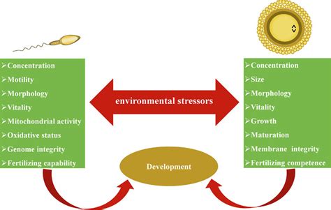 Environmental stressors impact on gamete quality. Environmental ...