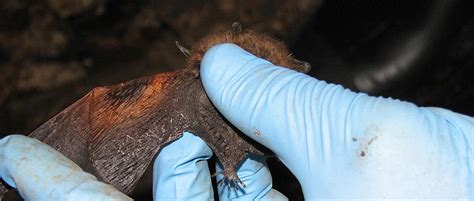 First Bats Treated for White-Nose Syndrome Released - The Wildlife Society