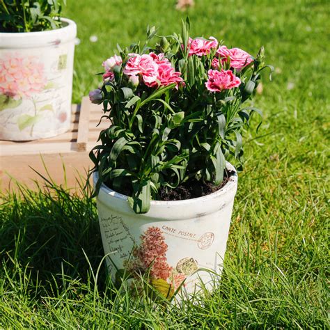 set of three botanical rose plant pots by dibor | notonthehighstreet.com