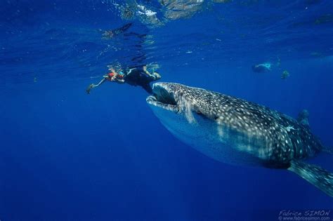 Requin Baleine Taille ~ news word