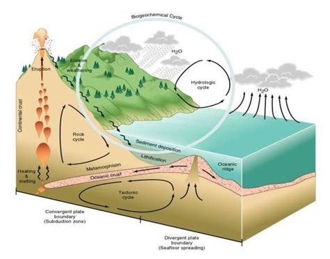 Daur Biogeokimia: Pengertian - Fungsi dan Contohnya - HaloEdukasi.com