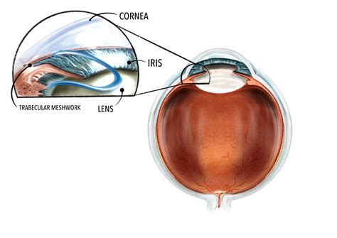 Trabecular meshwork - Gene Vision