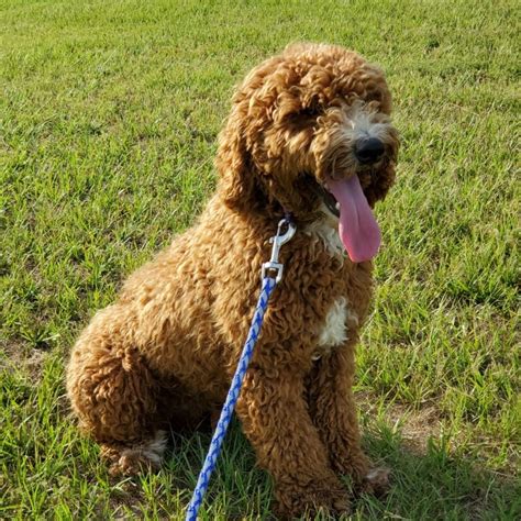 Duke - AKC Moyen Poodle | Mountain Meadow Puppies