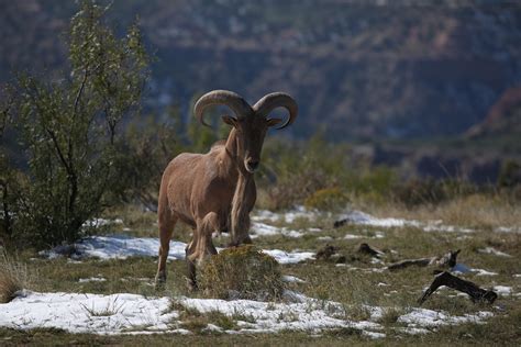 2023-2024 Barbary Sheep Hunting Forecast - New Mexico Wildlife magazine