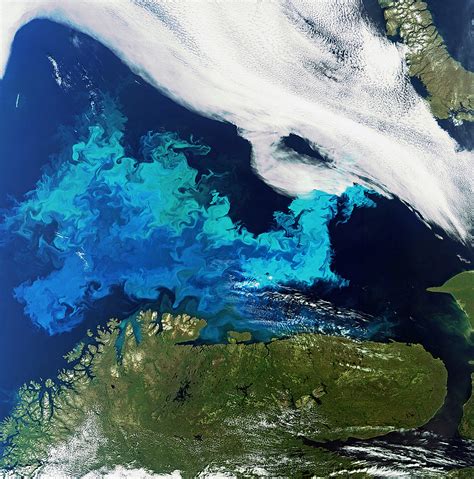 Space in Images - 2011 - 08 - Phytoplankton bloom captured by Envisat