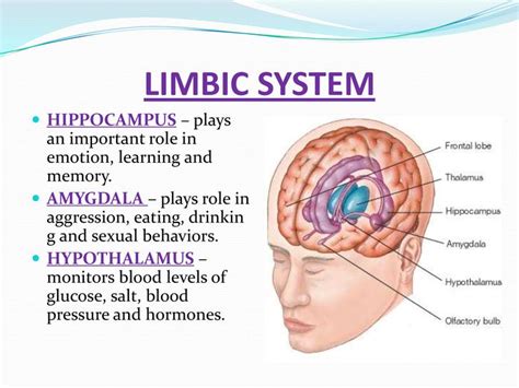 limbic system - Google Search | Medical knowledge, Limbic system ...