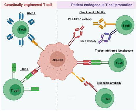 Cells | Free Full-Text | The Role of T Cell Immunotherapy in Acute ...