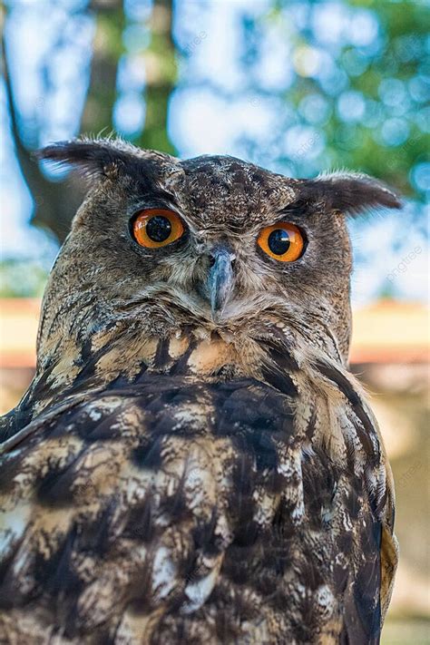 Portrait Of A Euroasian Eagle Owl Eagle Owl Predatory Photo Background ...