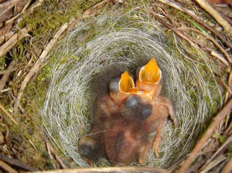 Baby sparrows | The sparrows have hatched and their mother s… | Flickr