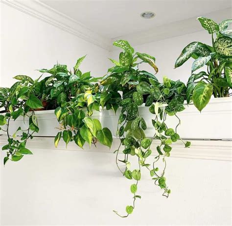 Best Hanging Plants Indoor | Simple Guide - Indoor Plants World