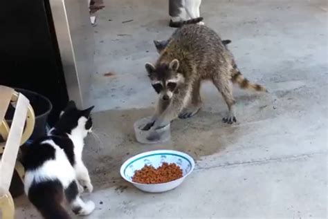 White Wolf : Raccoon Steals Cats' Food And Makes A Great Escape