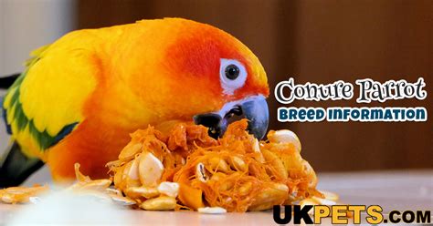 Conure Parrot Breed Information | Temperament, Care | UK Pets