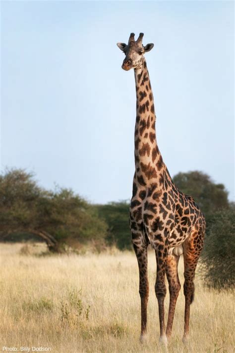 The world’s tallest mammal is at risk of becoming extinct in the wild. | Giraffe images, Animal ...