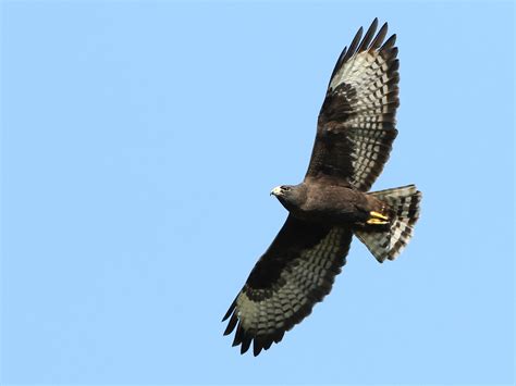 Hawk in South Florida - Help Me Identify a North American Bird - Whatbird Community