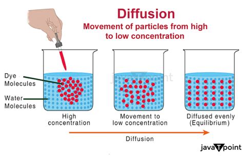 Diffusion Definition Biology - JavaTpoint