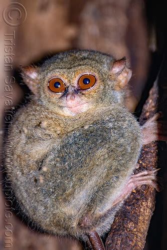 Spectral Tarsier in Tree - Tarsius