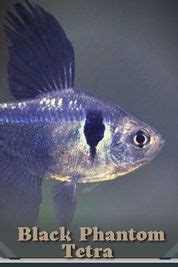 Black Phantom Tetra: Tank Mates, Feeding, and Breeding | Buy Online in ...