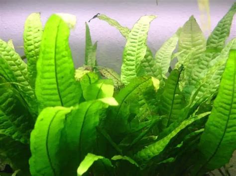 21 Extra Tall Aquarium Plants For Your Aquarium | Full Guide