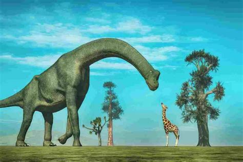 Are Giraffes Related to Long Neck Dinosaurs? The Surprising Differences (2022)