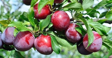 Scarlet Beauty Plum Tree for Sale | Buy Fruit Trees Online | Perfect Plants | Buy fruit trees ...