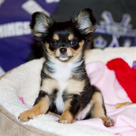 Chihuahua Puppies Black And Brown - Pets Lovers