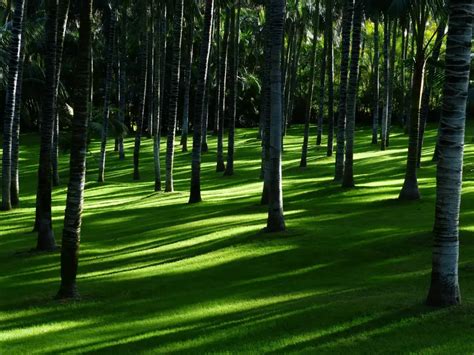 What Is The Best Shade Tolerant Bermuda? (Solved) – LawnCareGrandpa.com