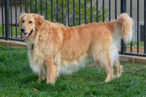 What Are the Development Stages of a Golden Retrievers Coat?