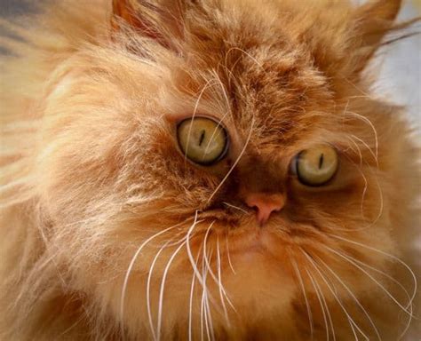 What kind of cat is Garfield? 13 possibilities – petsKB