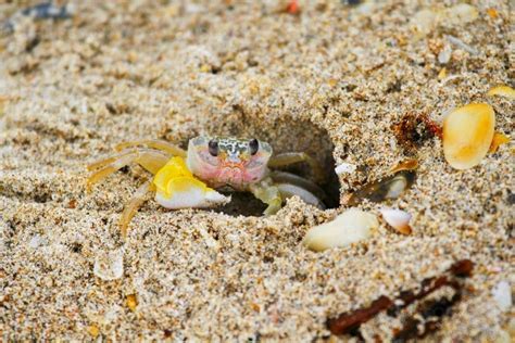 Image of A ghost crab on the edge of its sandy burrow - Austockphoto