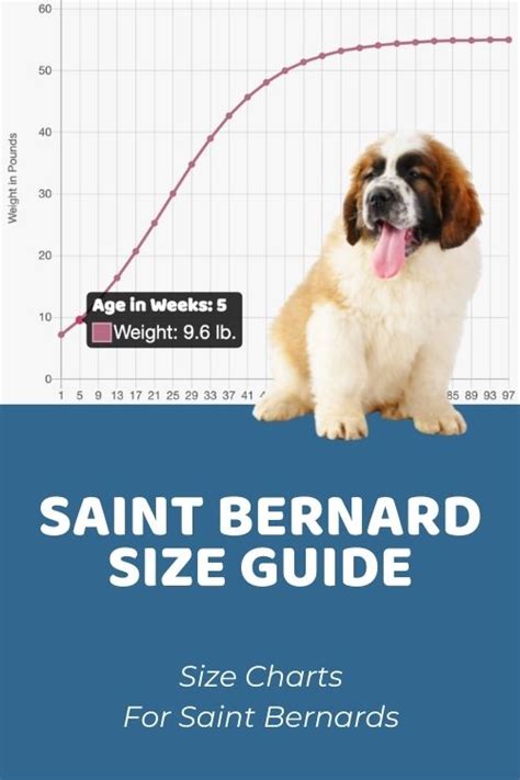 St Bernard Size Guide: How Big Does a St Bernard Get?