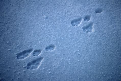 Rabbit Tracks Photograph by Cathy Mahnke - Pixels