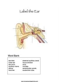 Label the Ear Worksheet - Homeschool Helper Online