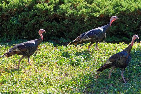 August 27 | Turkey mating season has not started yet so the … | Flickr