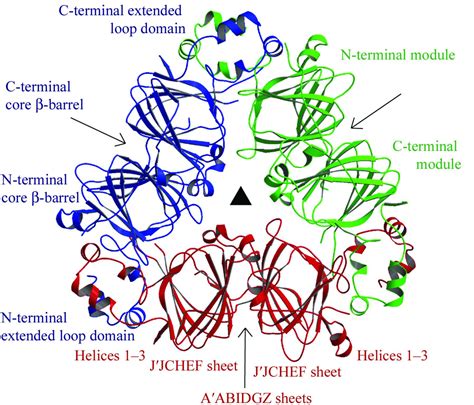 (IUCr) Structure of the core region of the soybean β -conglycinin α ′ subunit