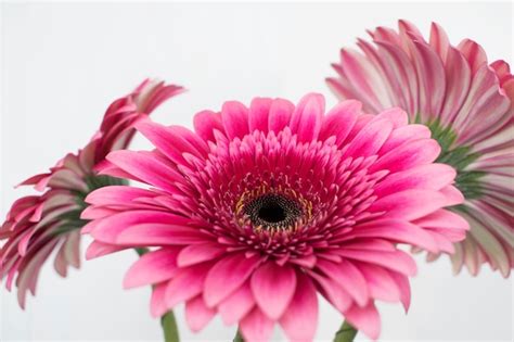 Premium Photo | Pink gerbera daisy bouquet.