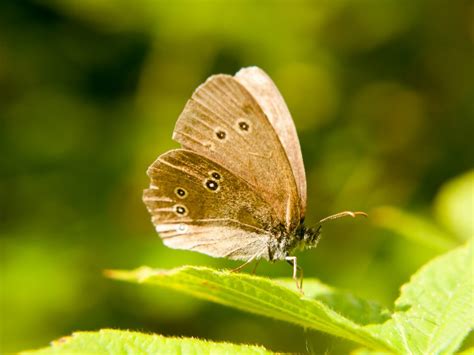 Create An Insect Habitat In Your Garden