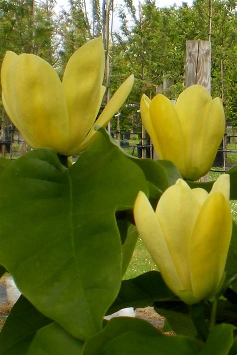 Buy Yellow Bird Magnolia | FREE SHIPPING | Wilson Bros Gardens | 3 ...