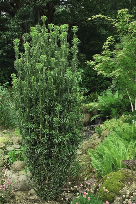 Buy Fastigiata Plum Yew | FREE SHIPPING | Wilson Bros Gardens | 3 Gallon