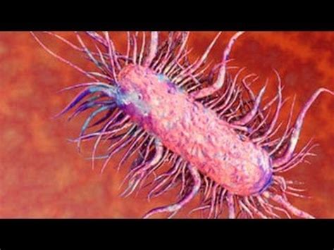 Symptoms of Intestinal Parasites | Flesh eating bacteria, Intestinal ...