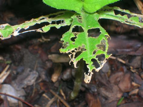 Slug it Out with Slugs in Your Garden | News