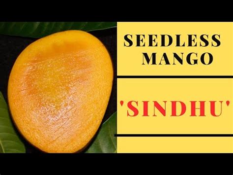 seedless mango | sindhu mango variety details - YouTube