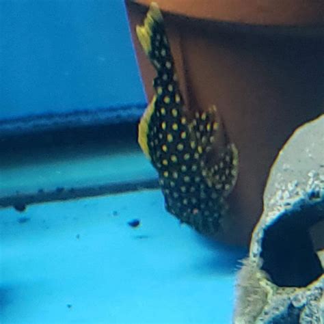 L018 Gold Nugget Pleco